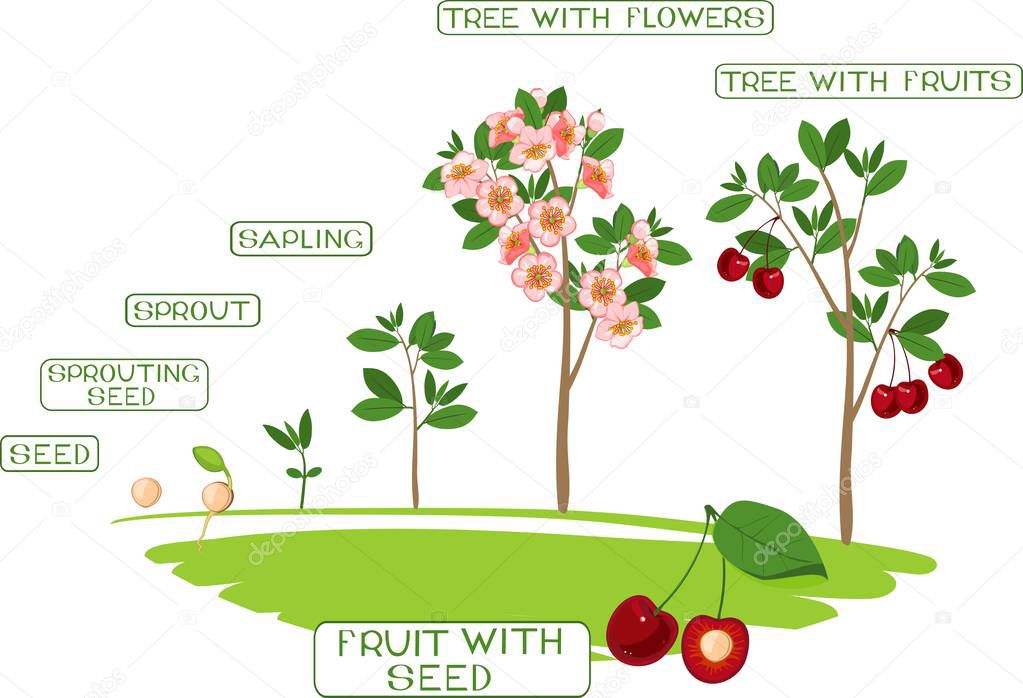 Life cycle of cherry tree with captions. Plant growing from seed to cherry-tree