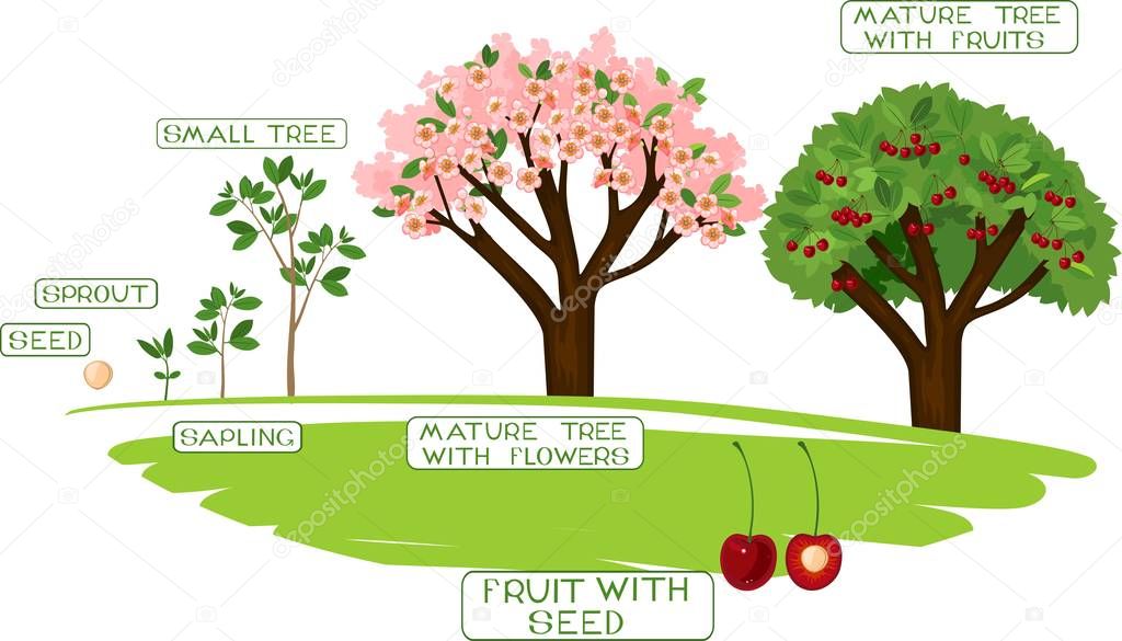 Life Cycle Cherry Tree Captions Plant Growing Seed Cherry Tree — Stock