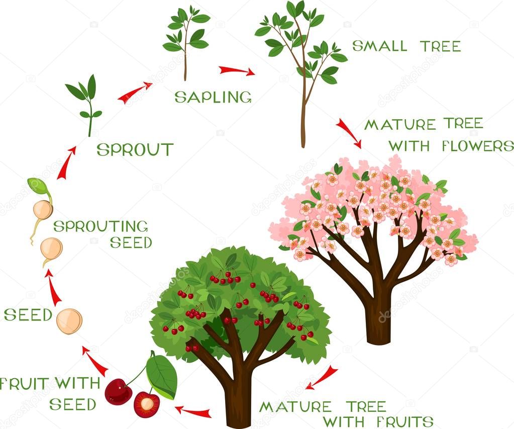 Life cycle of cherry tree with captions. Plant growing from seed to