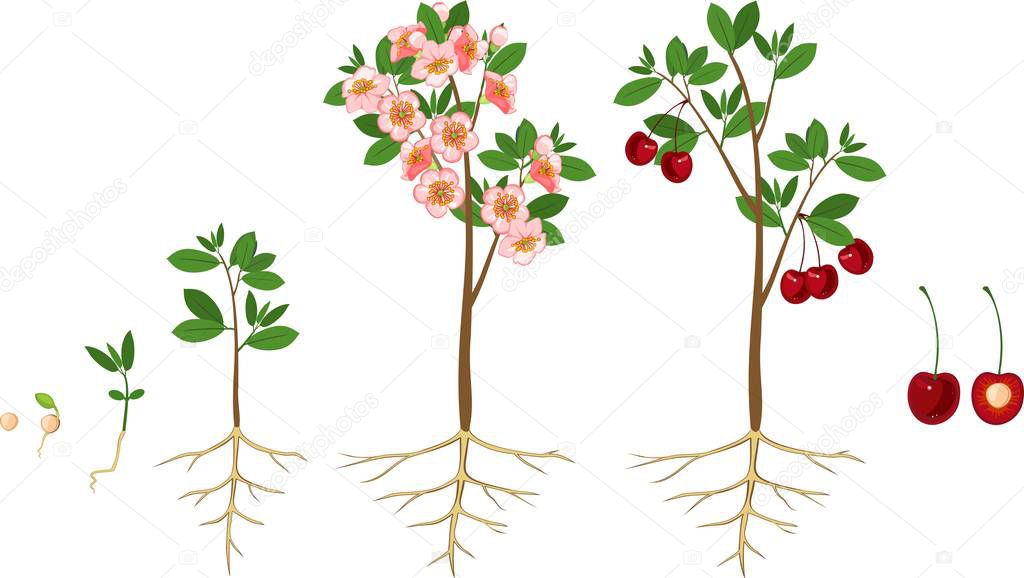Stages of growth of tree from seed. Life cycle of cherry tree. Tree with root system