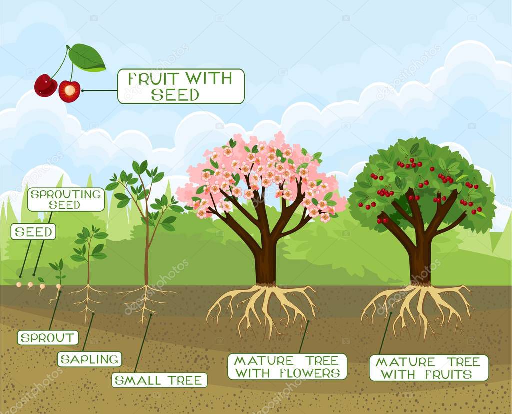 Plant growing from seed to cherry tree with captions. Life cycle of tree. Tree with root system