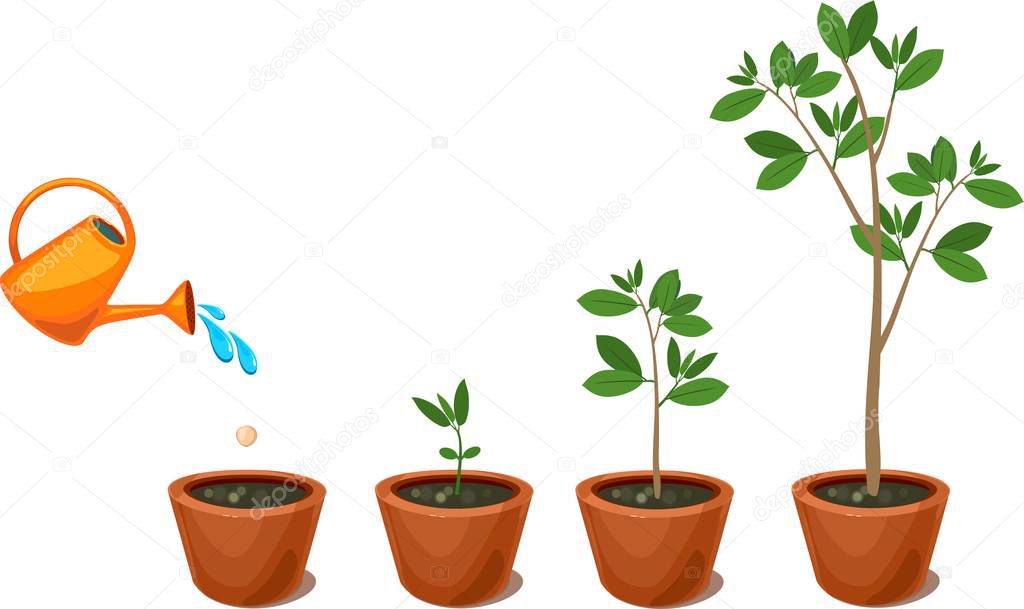 Stages of growth of a tree from seed. Watering plants in a pot