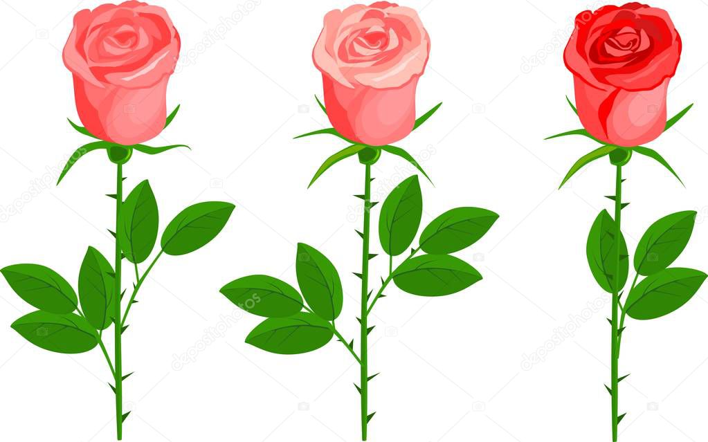 Set of three roses with green leaves on white background