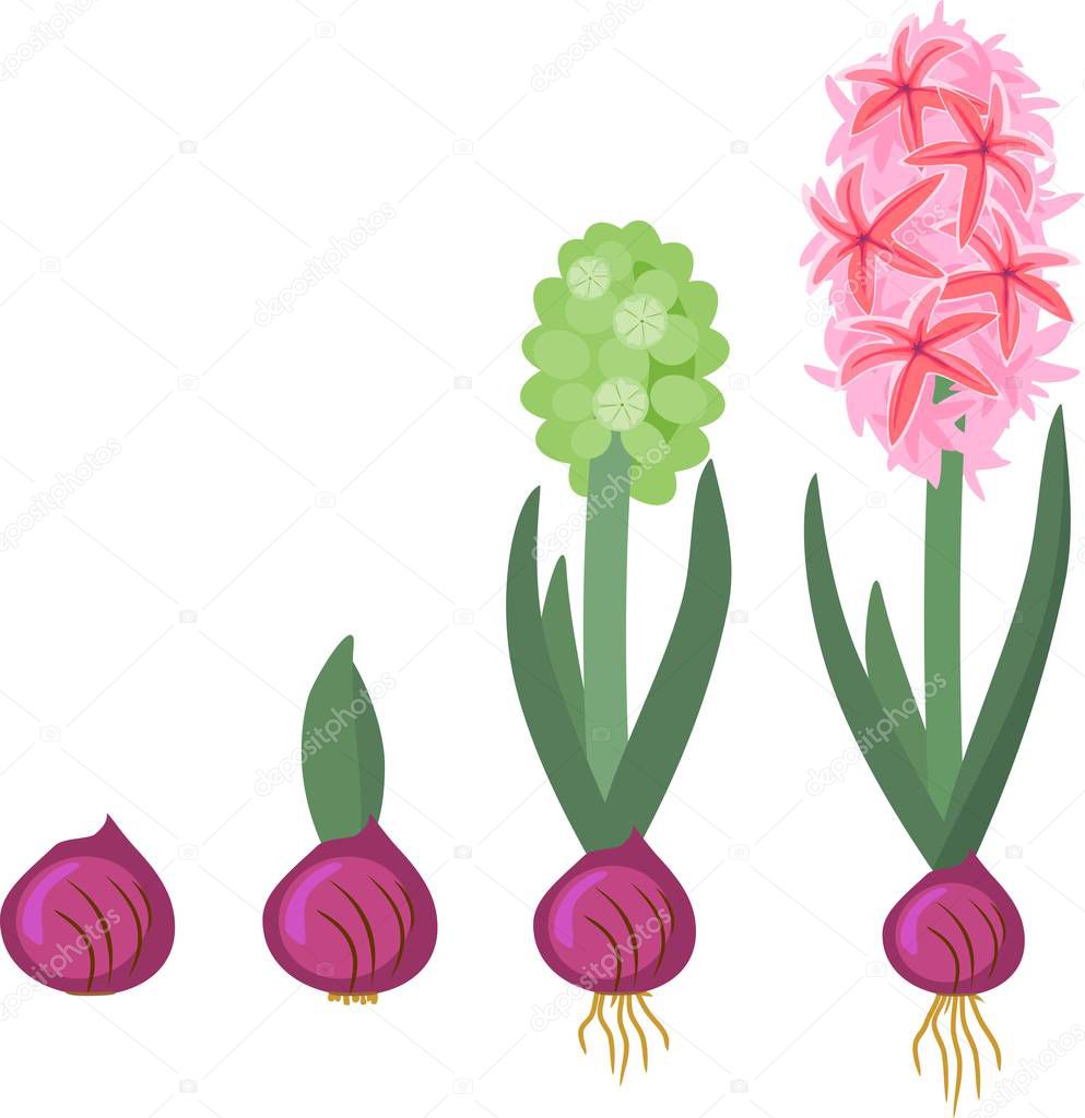 Hyacinth growth stage. Life cycle of garden hyacinth