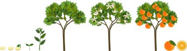 Plant growing from seed to orange tree. Life cycle plant  clipart