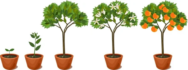Rosnące Drzewa Pomarańczowego Cykl Życia Roślin — Wektor stockowy