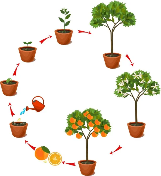 Planta Que Cresce Semente Laranjeira Planta Ciclo Vida — Vetor de Stock