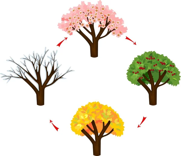 Ağaca Dört Mevsim Lkbahar Yaz Sonbahar Kış Ağaç Yaşam Döngüsü — Stok Vektör