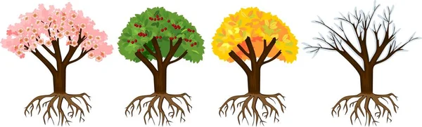 Ağaca Dört Mevsim Lkbahar Yaz Sonbahar Kış Ağaçların Kök Sistemi — Stok Vektör