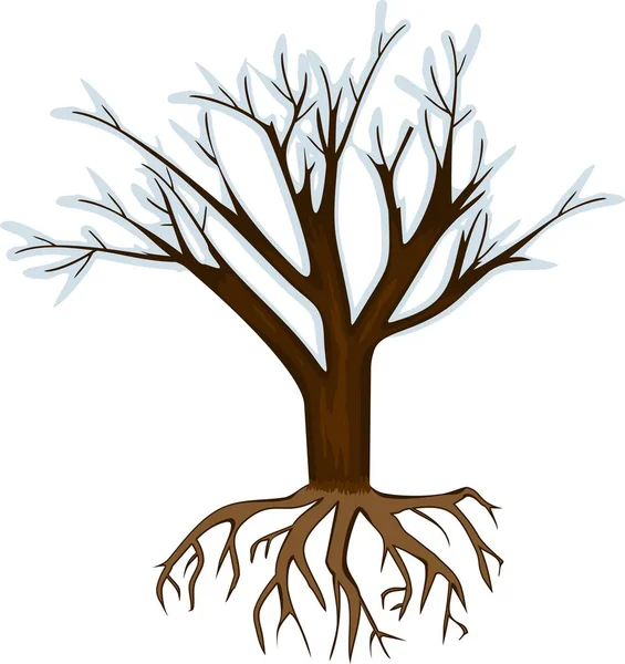 Зимнее Дерево Листьев Белом Фоне Дерево Корневой Системой — стоковый вектор