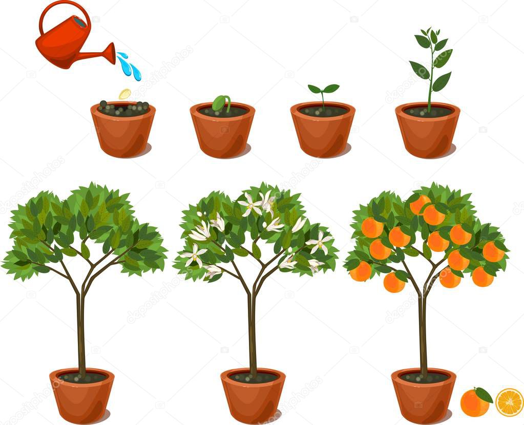Plant growing from seed to orange tree. Life cycle plant 