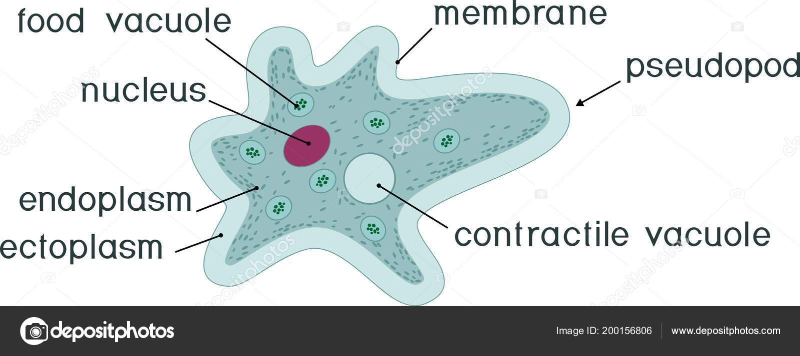 Food Vacuole Diagram amoeba-structure