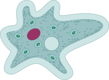 Amoeba proteus with red nucleus, contractile vacuole and other organelles clipart