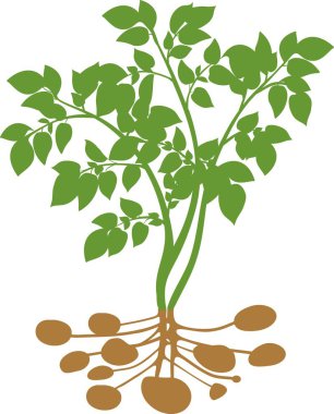 Patates bitki yumrular ile silüeti