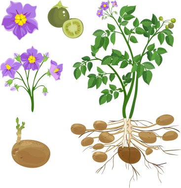 Parts of plant. Morphology of potato plant clipart