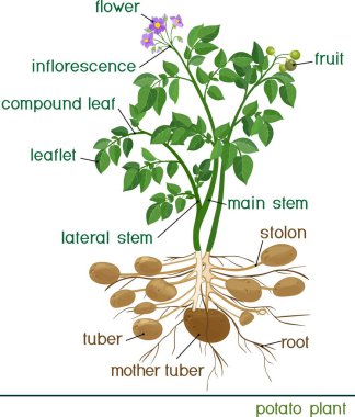 Bitki parçaları. Başlıklı patates bitkisinin morfolojisi 