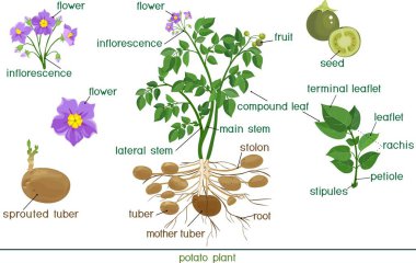 Parts of plant. Morphology of potato plant with title  clipart