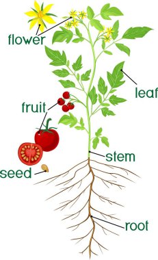 Parts of plant. Morphology of flowering tomato plant with title clipart