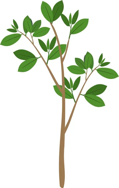 Mladý Strom Zelenými Listy Bílém Pozadí — Stockový vektor