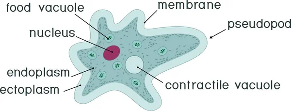 Amoeba Proteus Met Nucleus Vesicles Vacuole Andere Organellen Titels — Stockvector