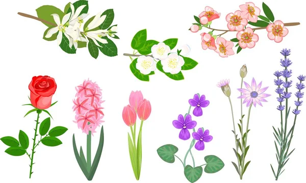 Dizi popüler Bahçe çiçek ve güzel çiçekli çalılar beyaz bir arka plan üzerinde dalları