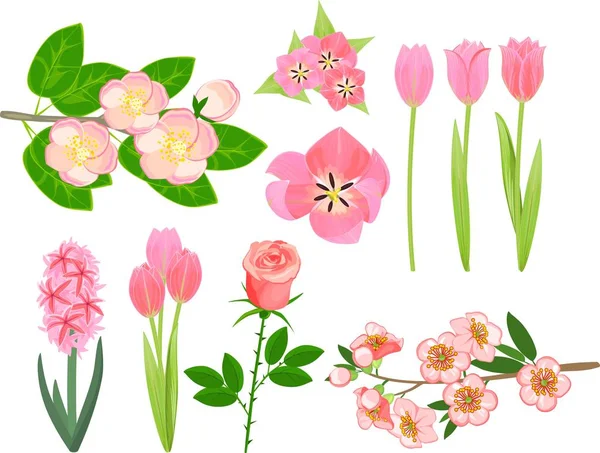 Ensemble Différentes Plantes Jardin Avec Des Fleurs Roses Sur Fond — Image vectorielle