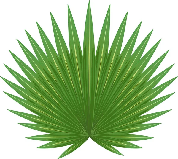 Grande Folha Verde Corypha Gebang Palm Fundo Branco — Vetor de Stock