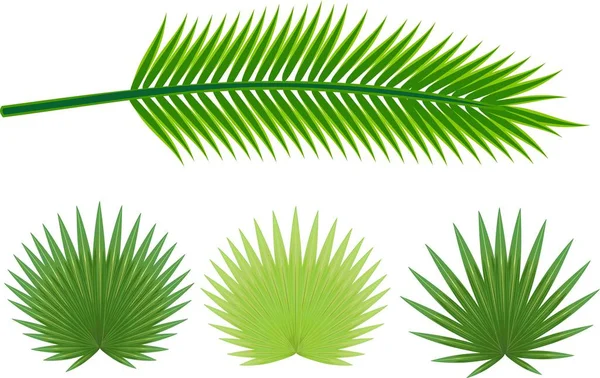 Palmiye ağaçları farklı yeşil yaprakları beyaz arka plan üzerinde kümesi