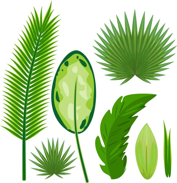 Conjunto Diferentes Grandes Folhas Verdes Plantas Tropicais Sobre Fundo Branco — Vetor de Stock