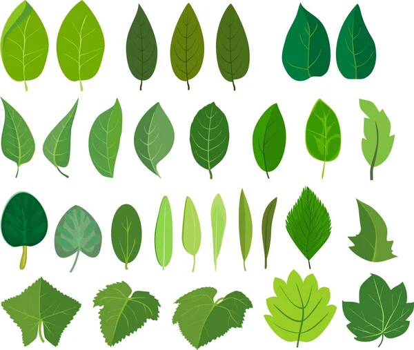 Set Different Green Leaves White Background — Stock Vector