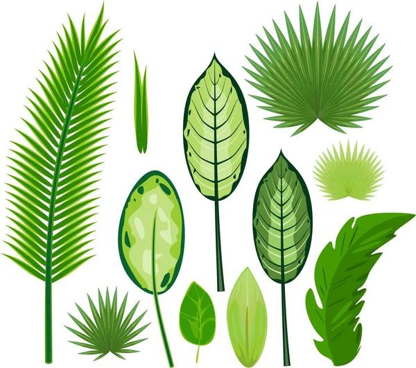 Uppsättning Olika Stora Gröna Blad Tropiska Växter Vit Bakgrund — Stock vektor