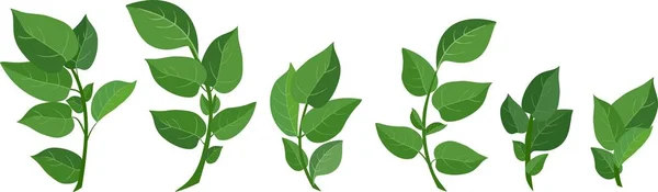 Beyaz Zemin Üzerine Yeşil Bileşik Yaprak Ayarla — Stok Vektör