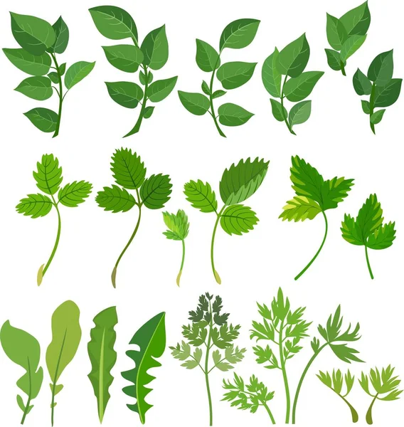 Set Different Green Leaves White Background — Stock Vector