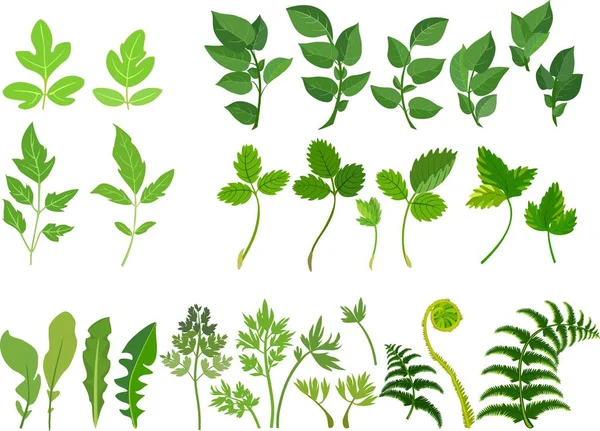 Beyaz zemin üzerine yeşil bileşik yaprak ayarla