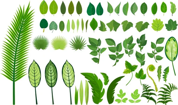 Набір Різних Зелених Листя Білому Тлі — стоковий вектор