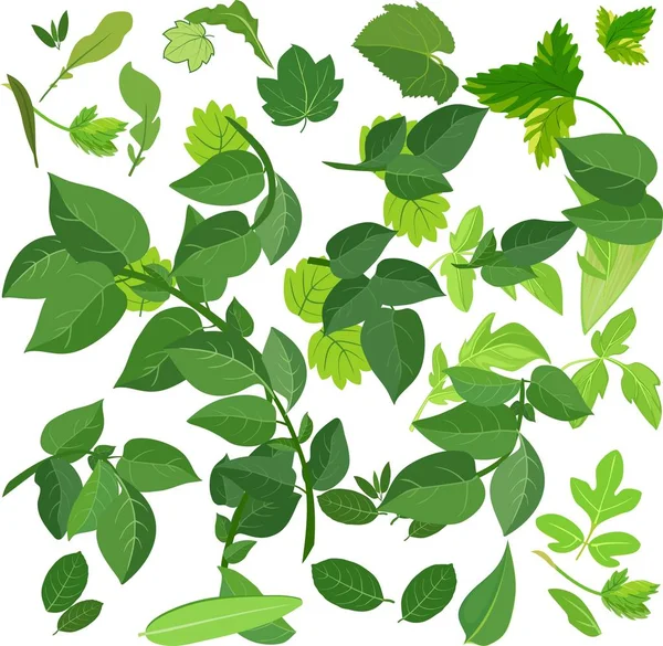 Background Green Leaves — Stock Vector