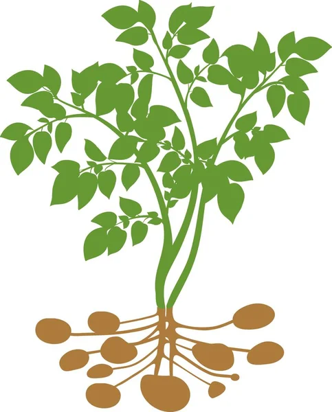 Silueta Planta Papa Con Tubérculos — Vector de stock