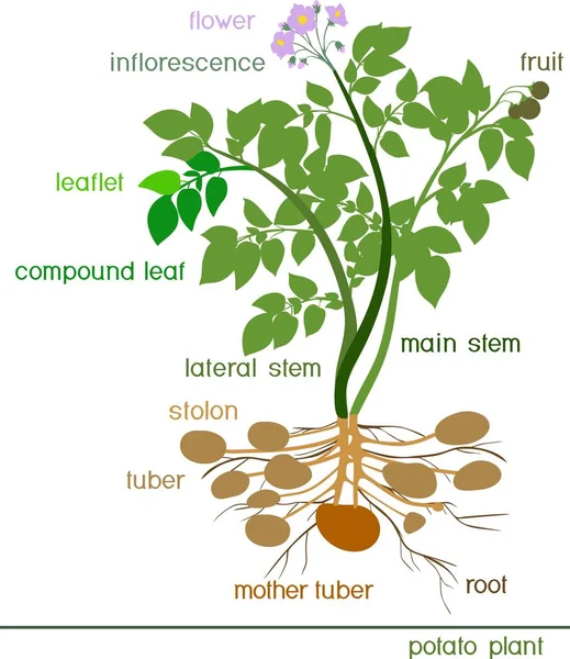 Växtdelar Potatisplantans Morfologi Med Titel — Stock vektor