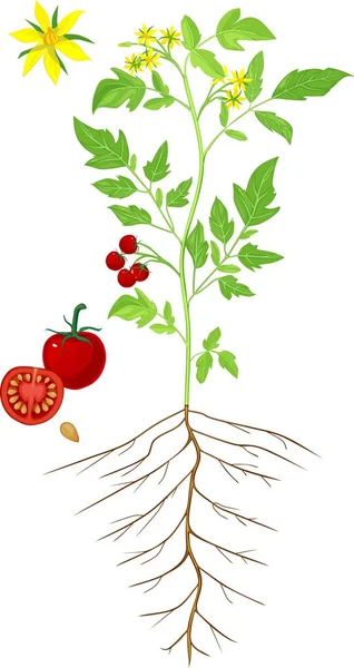 部分植物 开花番茄植株形态的研究 — 图库矢量图片