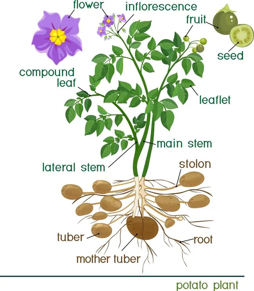 植物的一部分 有地契马铃薯植物形态研究 — 图库矢量图片