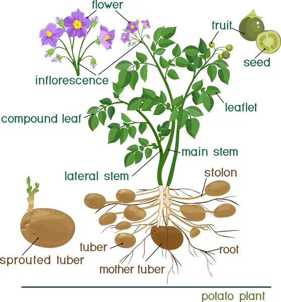 식물의 일부이다 제목이 식물의 형태학 — 스톡 벡터