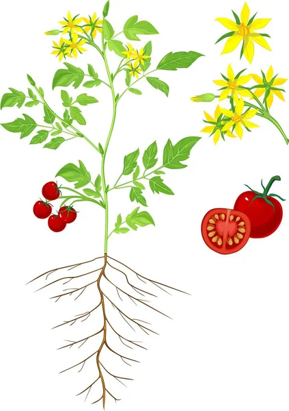 Partes Planta Morfología Planta Tomate Con Flores — Vector de stock