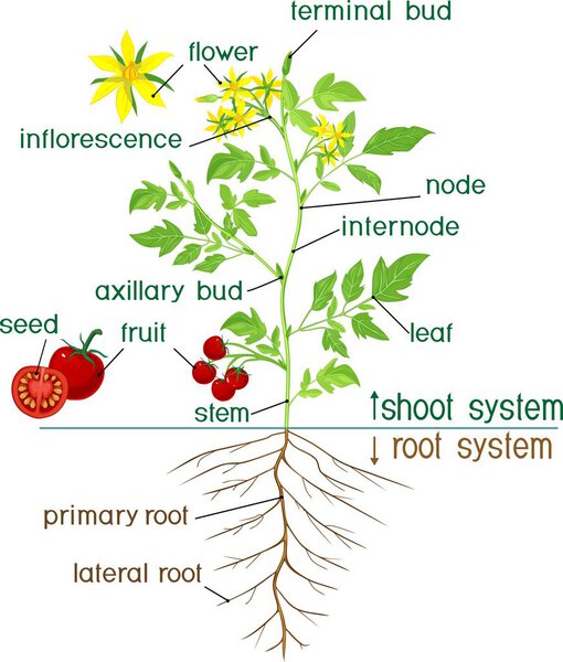 Части растения. Морфология цветущего томатного завода с названием
