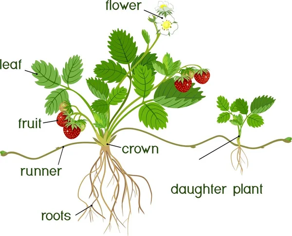 植物の部分 植物娘とタイトルと庭のイチゴの植物の形態 — ストックベクタ