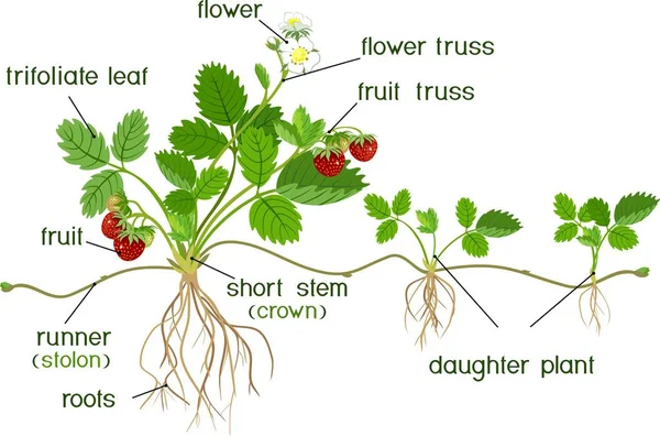 植物の部分 植物娘とタイトルと庭のイチゴの植物の形態 — ストックベクタ