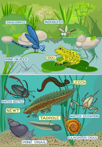 Ecosystem of pond. Different pond inhabitants with title 