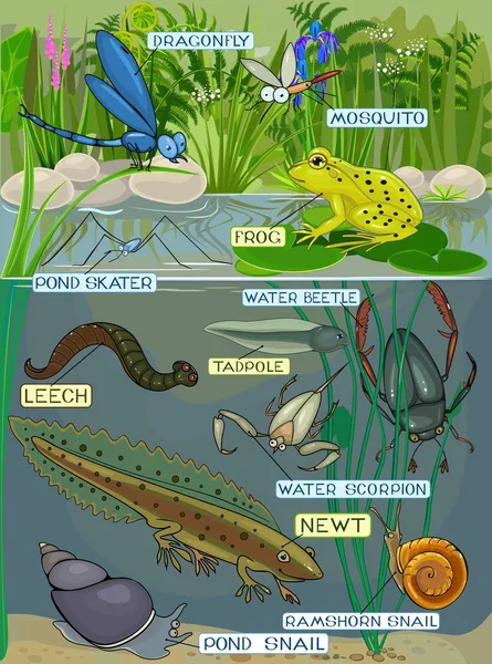 Ecosistema Estanque Diferentes Habitantes Del Estanque Con Título — Vector de stock