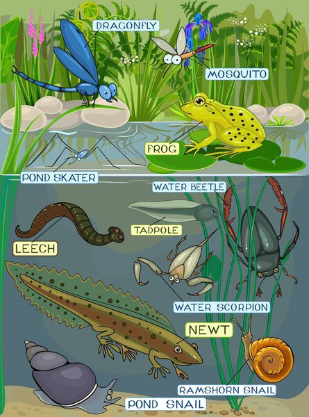 Pond ecosystem. Different pond inhabitants with title