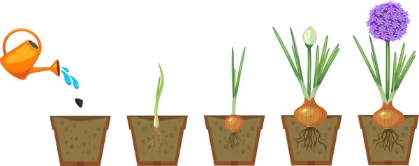 Stadier Lök Tillväxt Från Plantering Till Blomning Växande Grön Lök — Stock vektor