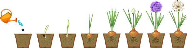 洋葱生长阶段从播种到开花和含果树植物 在锅里种植葱 — 图库矢量图片